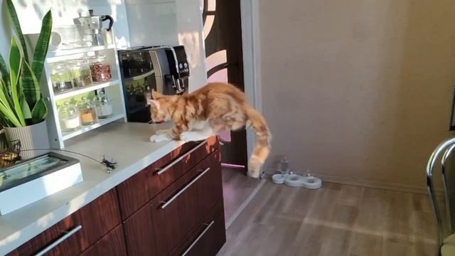 🐱 ТОП-10 кошек-чемпионов: кто из усатых прыгает выше и дальше всех?