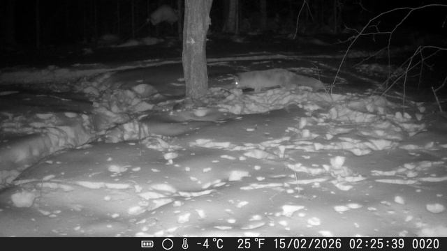 ПЛУТОВКА СЕСТРИЧКА ЛИСИЧКА