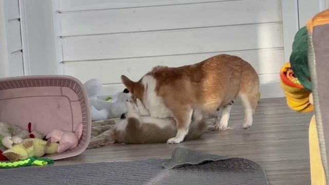 Фрай Винд Шуэй, щенок вельш корги пемброк, возраст 2 месяца