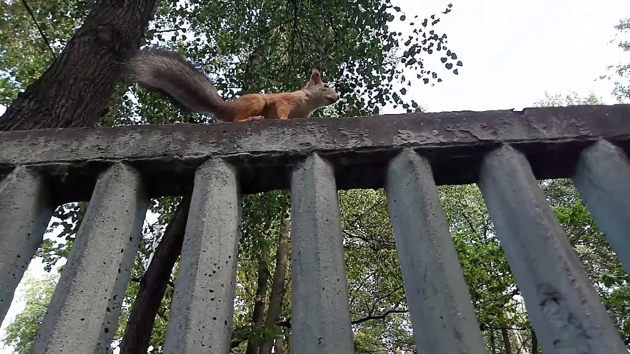 Классная белка