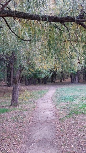 Осенний лес