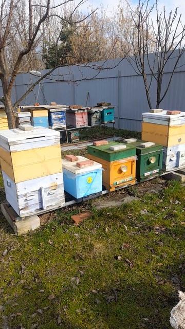 КОНТРОЛЬ КОРМОВ. 28. 02.2026 🐝#пасека #пчелы #пчеловодство