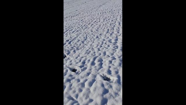 Следы лося.