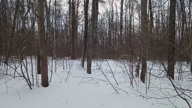 22 февраля 2026 Городская роща