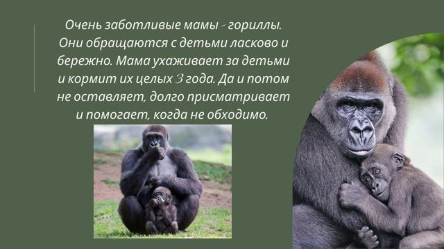 В мире животных