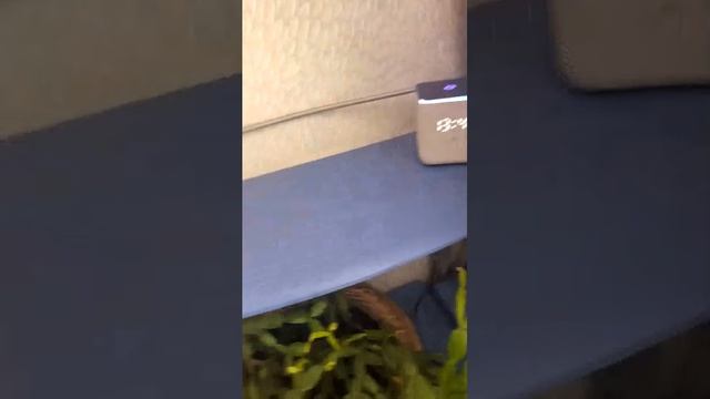 угарный приманьчик