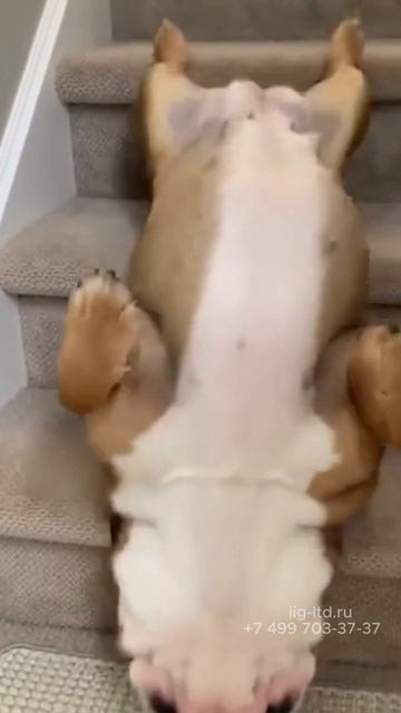 Воскресенье - это день ничегонеделанья