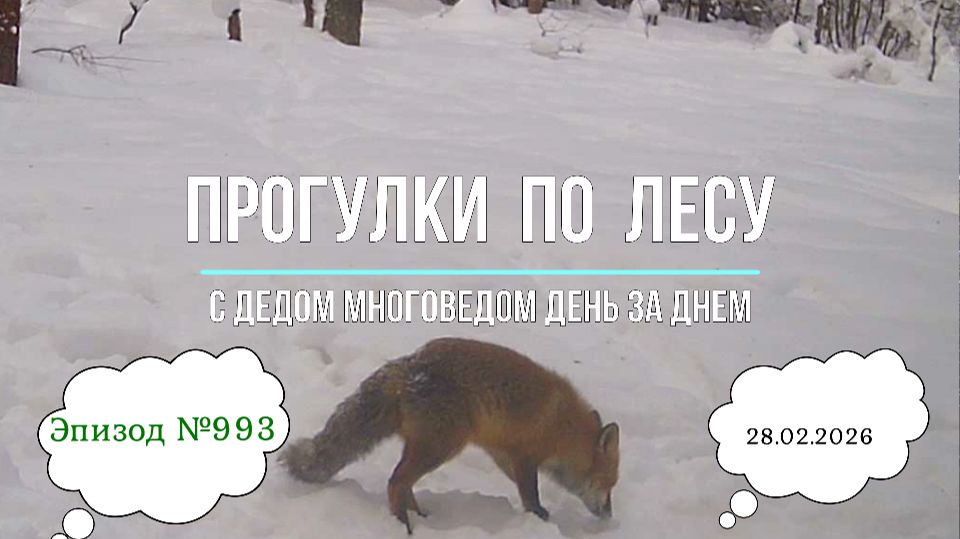 Прогулки по лесу. День за днем с дедом Многоведом. 28 февраля 2026г. Эпизод 993.