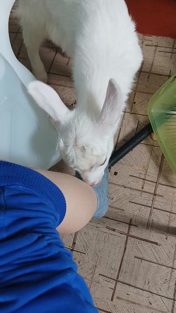 VID_20260302_145445.mp4