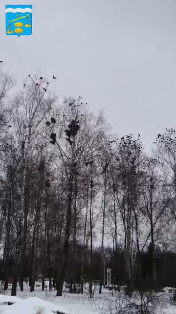 Грачи прилетели