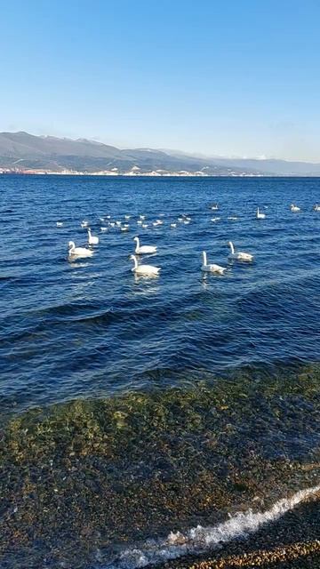 Море, волны, лебеди.