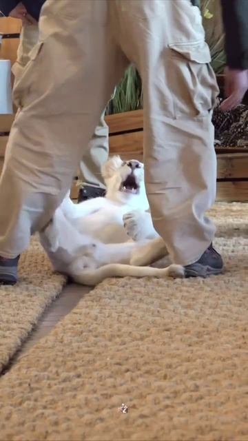 Просто смешной ролик)))