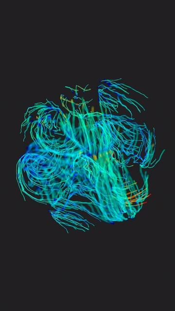 Бластоциста (поле скоростей)