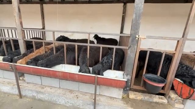 как содержать барашек
