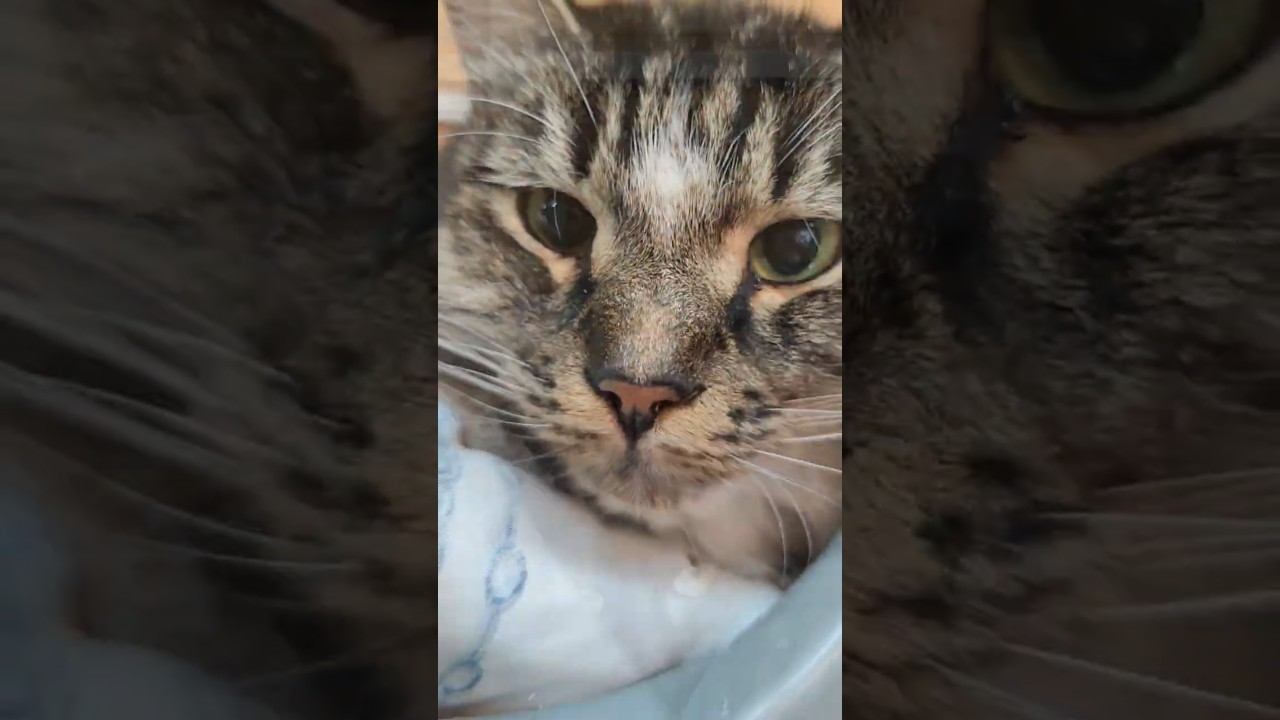 кто приручит Флина?кто трогал Маркиза?⬛❤️кто излечит Базилио❤️зима прощай❄️всем добра❤️