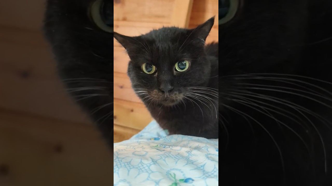 приручаем Флина⬛прощаемся с зимой❄️ трогаем Маркиза⬛кот Базилио приболел❤️всем любви❤️