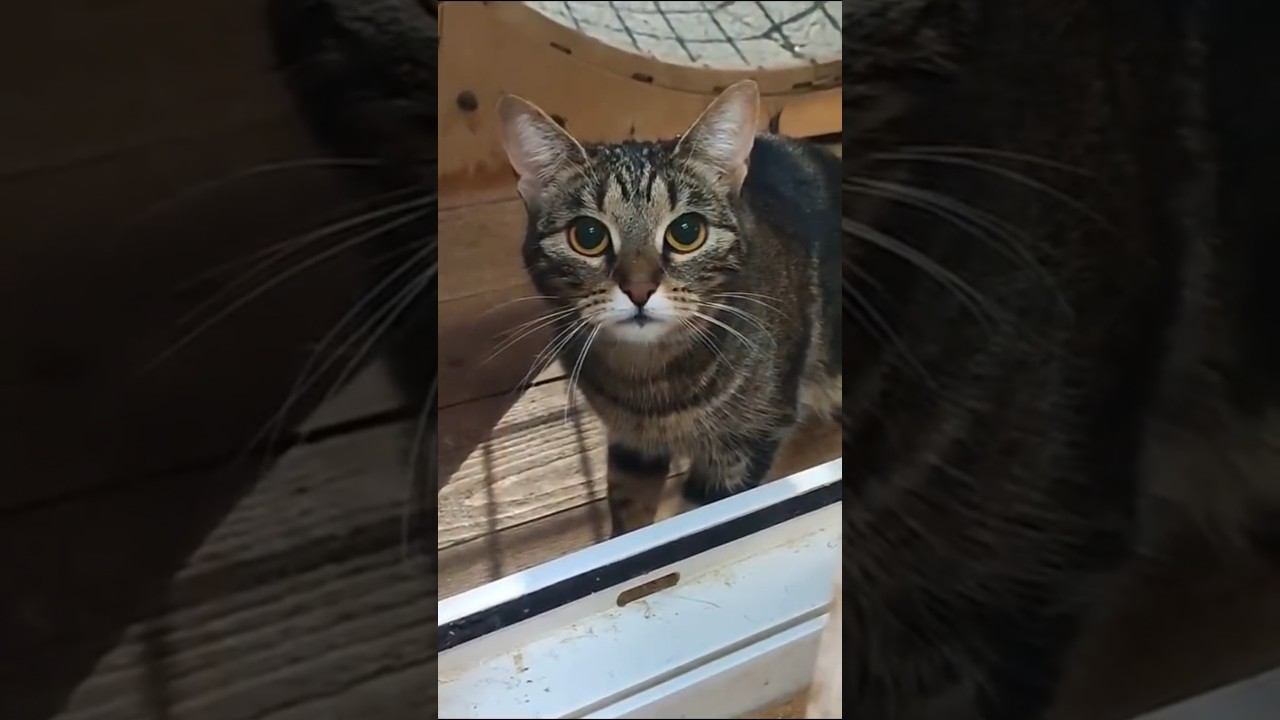 будни сотрудника приюта кошек✨всем добра❤️любви❤️каждой кошечек тёплый дом и добрые руки❤️