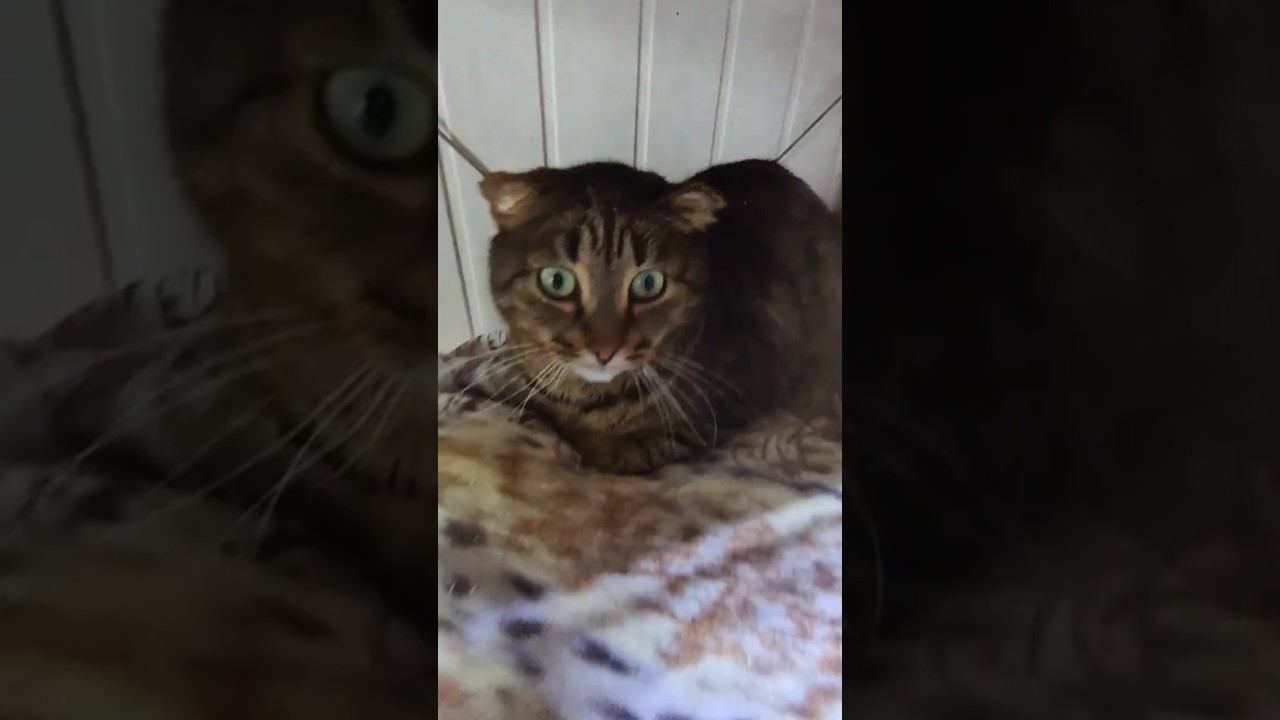 Сачок для кошекприют для животныхдаём таблетки котам⬛злые стали добреньким❤️всем любви❤️