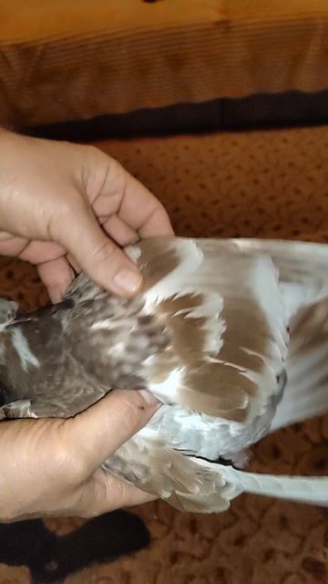 мраморный двухчубый голубь