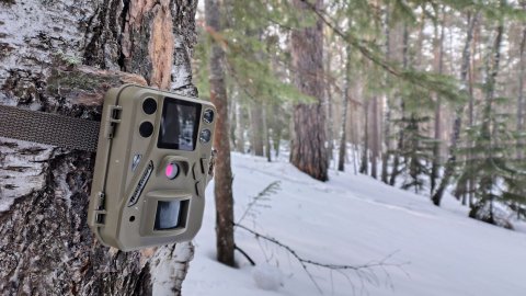 Кто придёт на Мёд в зимнем лесу? Фотоловушка покажет!