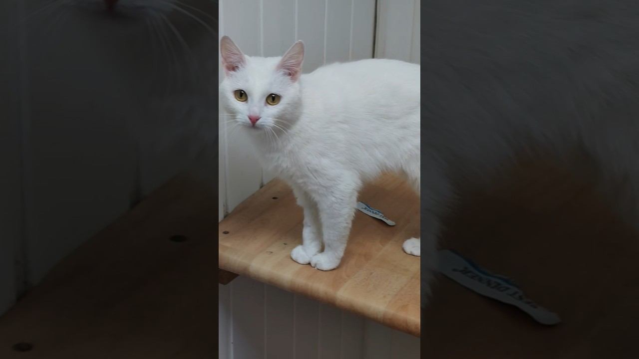 новые кошеньки и немного апокалиптических прогнозов о изменение климата⚡❄️утро в приюте для кошек