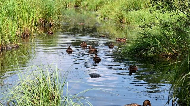 Утки кряквы