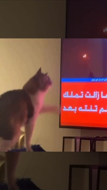 Работает Шерстяной купол)))