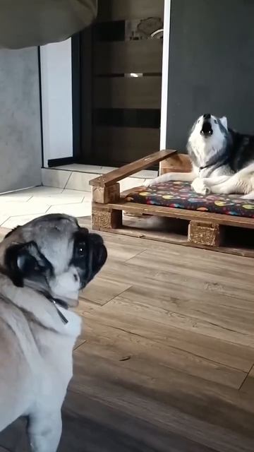 скучает по своему хозяину 🤣 😢