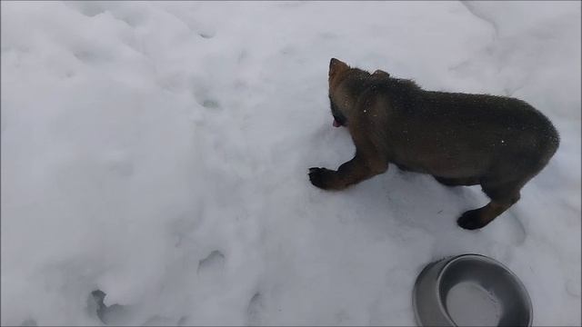 Щенок и Селёдка
