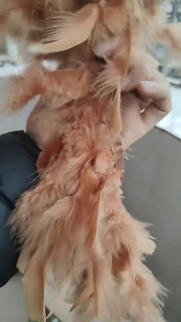 Тесьма из перьев индейки на ленте 13-18 см, 1 м, Светло-коричневый цвет