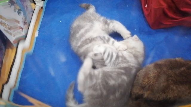 Кошачьи бои