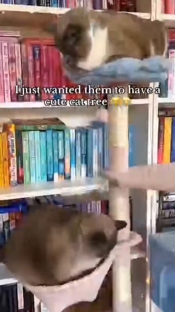 будни жирных котиков