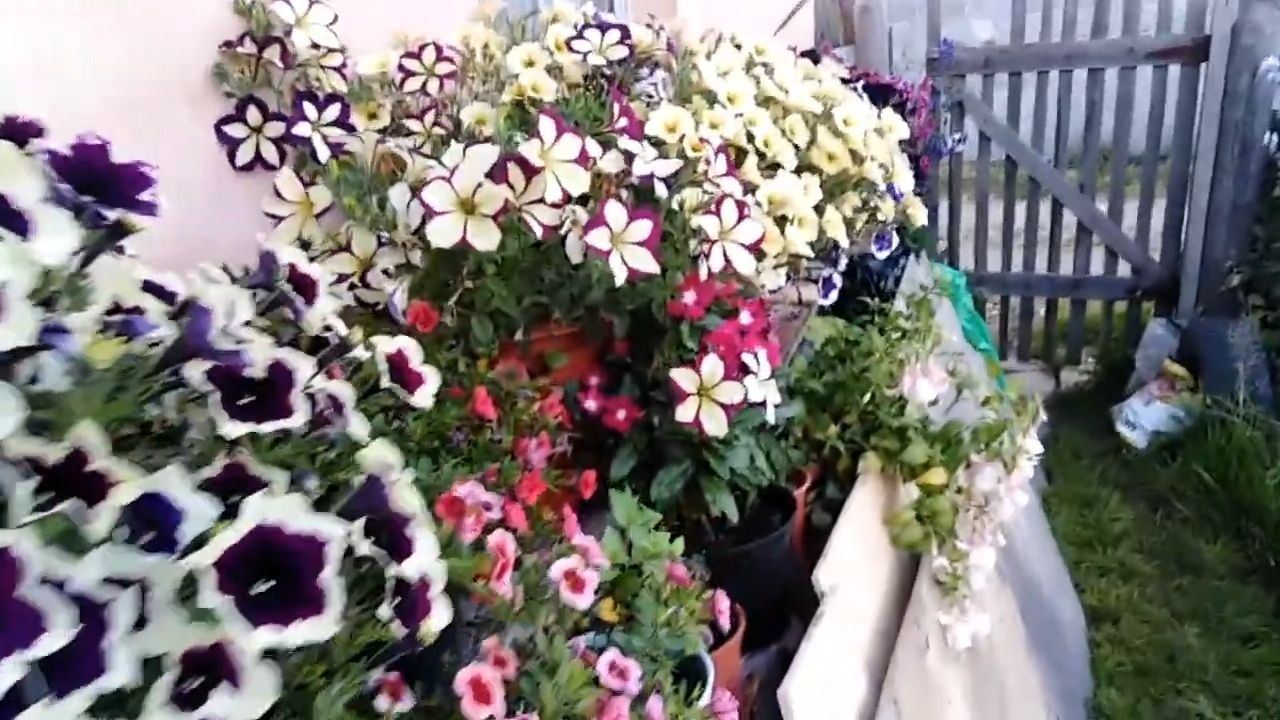 МИЛЫЕ,ДОБРЫЕ ЖЕНЩИНЫ! С ПРАЗДНИКОМ ВАС!!!