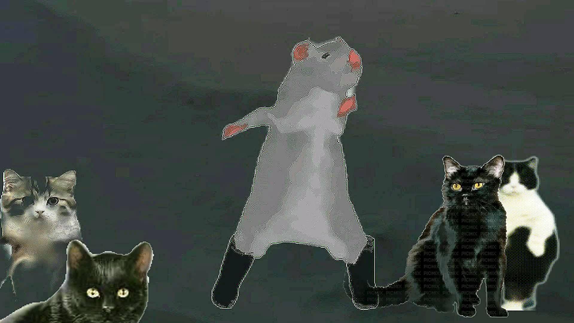 Крыса и кошки