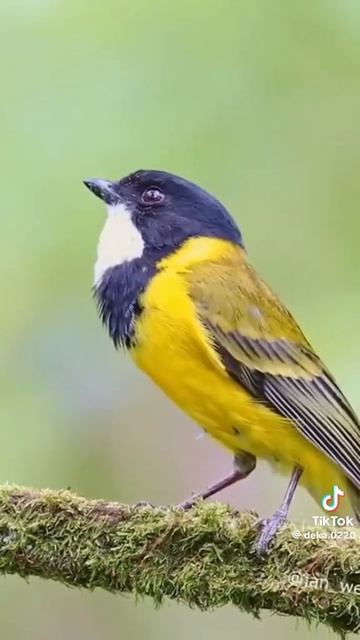 Разноголосое пение птиц в природе