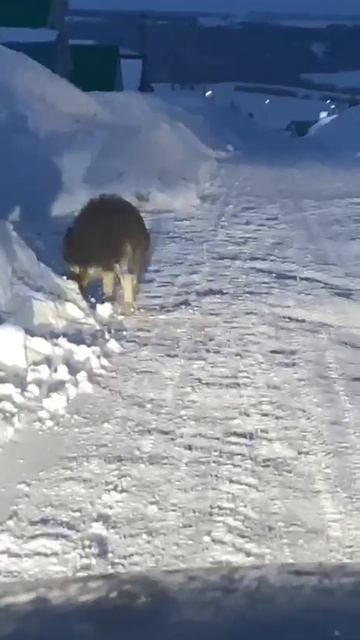 Балтачка кабан дуңгызы килгән