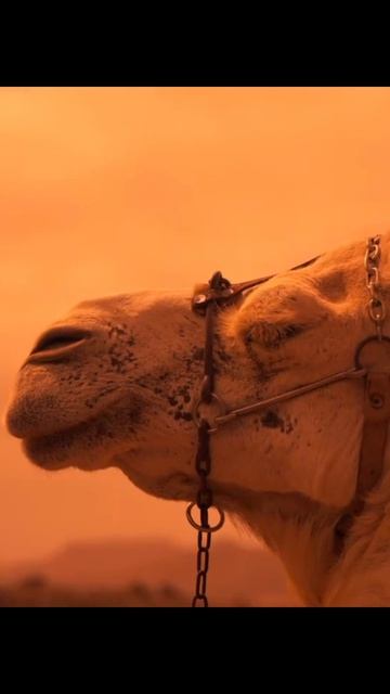 Sandra - Everlasting ❤Love