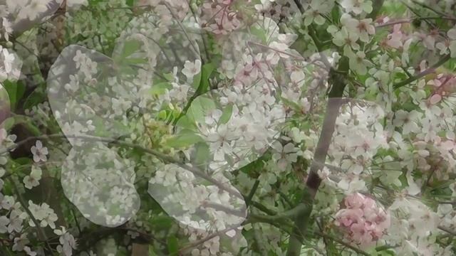 Черёмуха Ольга Чиморина