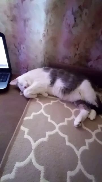 Document_5282797082451680312