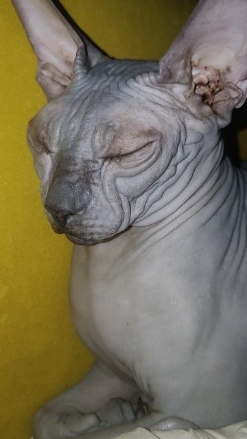 VID_20260306_000315.mp4