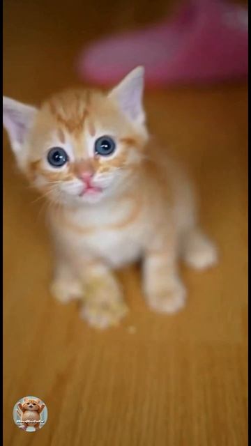 Приучаем к лотку