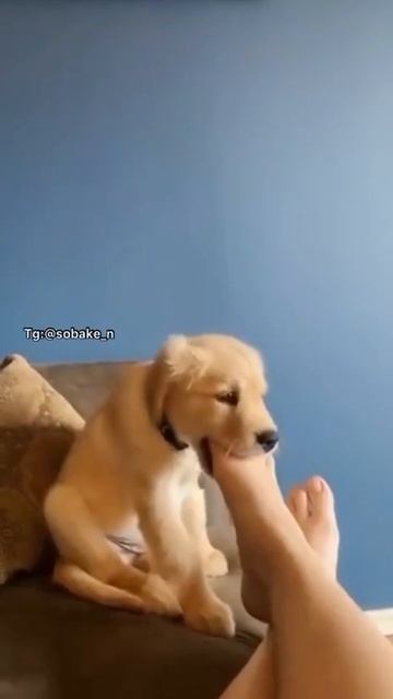 Смешные животные сборник