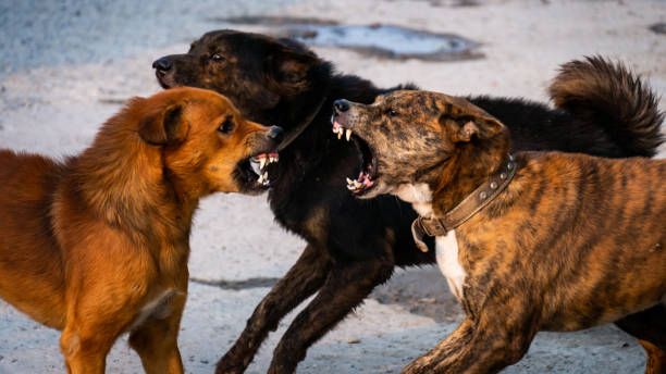 Псовая-песня на стихи Виктора Глазунова. Муз.оформление Нины Шеменковой, г.Пенза. Фото из интернета.