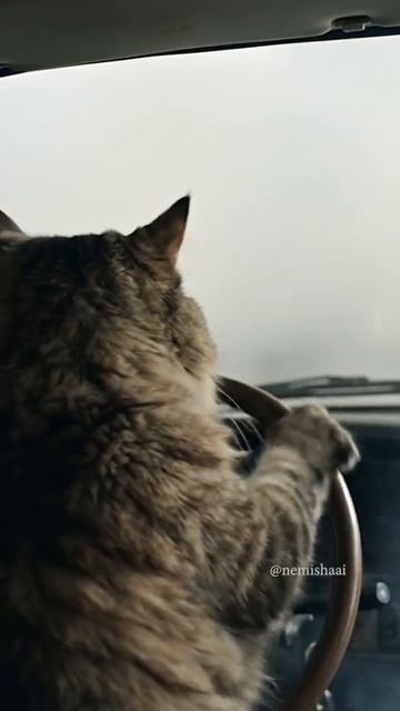 Доброе утро