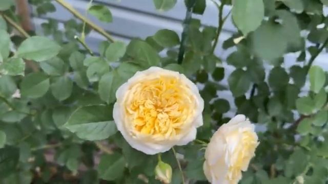 Первые Весенние Обработки Сада.