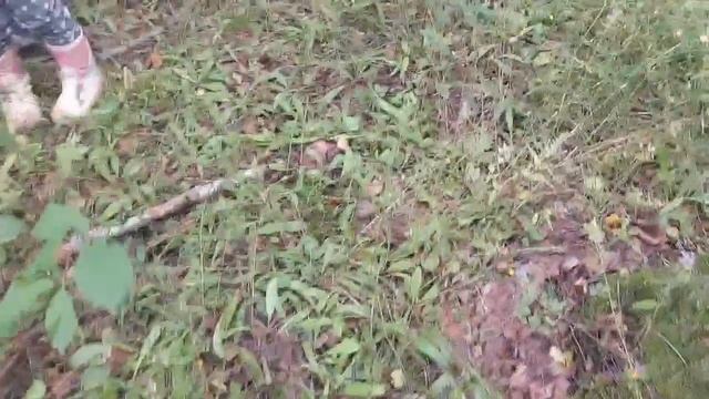 лето 2025. Первый поход Оленьки за грибами в лес