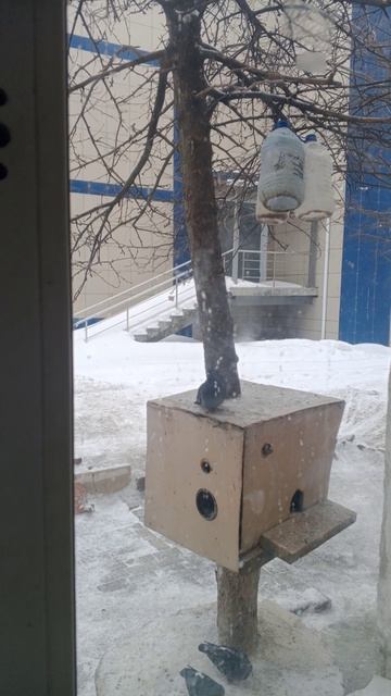 курятник обновлённый ( у их теперь мягкий пол)