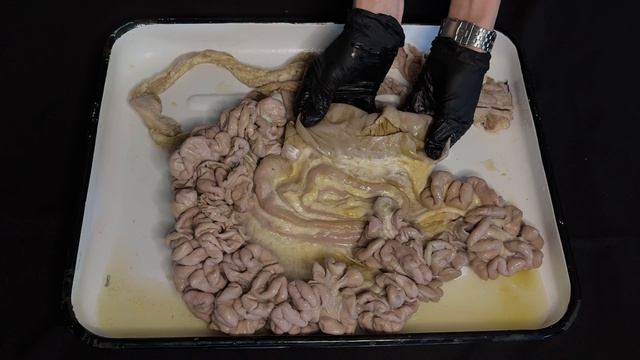 Кишечник крупного рогатого скота