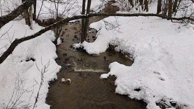 Утки на речке в начале весны