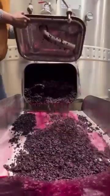 Выгрузка мезги из винодельческой емкости после брожения